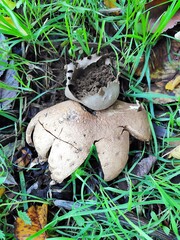 Myriostoma coliforme