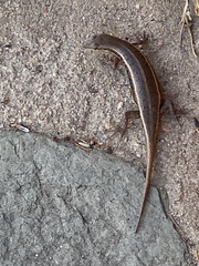 Trachylepis variegata