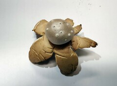 Myriostoma coliforme