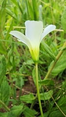 Oxalis smithiana