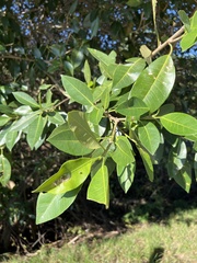 Ficus aurea