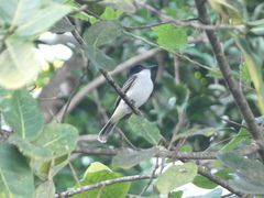 Tyrannus caudifasciatus