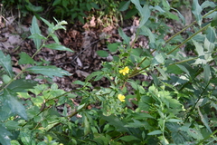 Potentilla cryptotaeniae