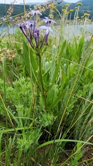 Pentanisia prunelloides