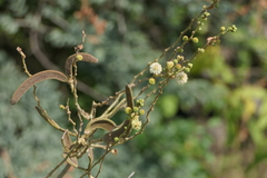 Vachellia leucophloea