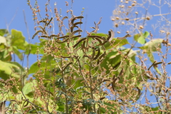 Vachellia leucophloea