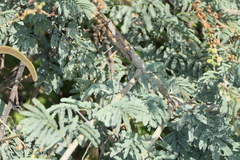 Vachellia leucophloea