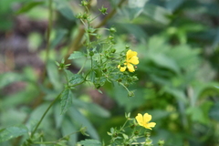 Potentilla cryptotaeniae