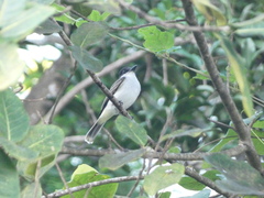 Tyrannus caudifasciatus