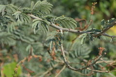 Vachellia leucophloea