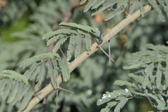 Vachellia leucophloea