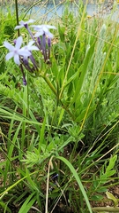 Pentanisia prunelloides