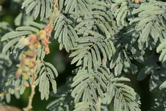 Vachellia leucophloea