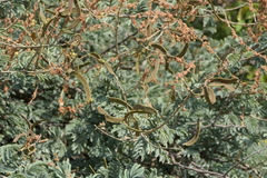 Vachellia leucophloea