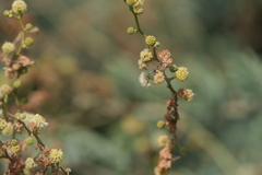 Vachellia leucophloea