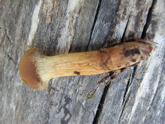 Cortinarius thiersii