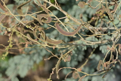 Vachellia leucophloea
