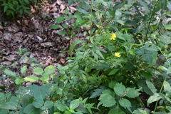Potentilla cryptotaeniae