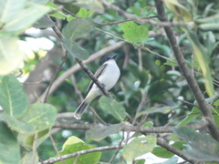 Tyrannus caudifasciatus