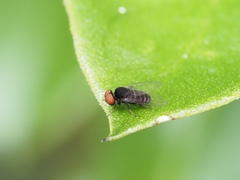 Lindneromyia