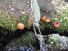 Cortinarius thiersii