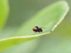 Lindneromyia