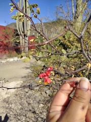 Erythrostemon melanadenius
