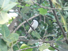 Tyrannus caudifasciatus