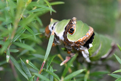 Papilio demodocus demodocus