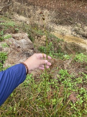 Rhynchospora fascicularis