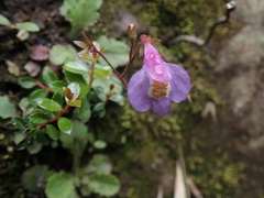 Mazus alpinus