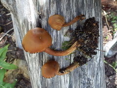 Cortinarius thiersii