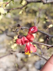 Erythrostemon melanadenius
