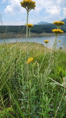 Helichrysum acutatum