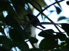 Euneornis campestris