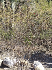 Erythrostemon melanadenius