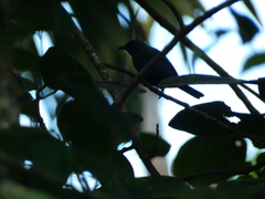 Euneornis campestris