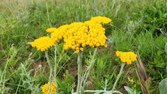 Helichrysum acutatum