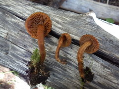 Cortinarius thiersii