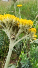 Helichrysum acutatum