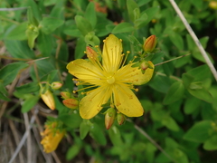 Hypericum nagasawae