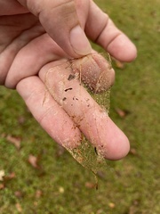 Zygaenoidea