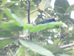 Euneornis campestris