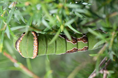 Papilio demodocus demodocus