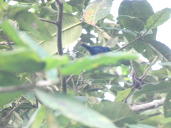 Euneornis campestris