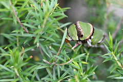 Papilio demodocus demodocus