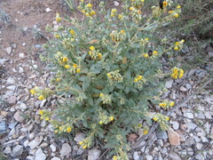 Helianthemum