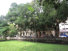 Arecaceae