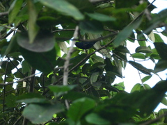 Euneornis campestris