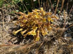 Aphyllon franciscanum